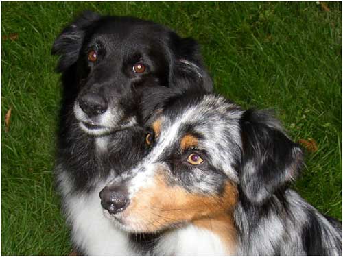 dogs